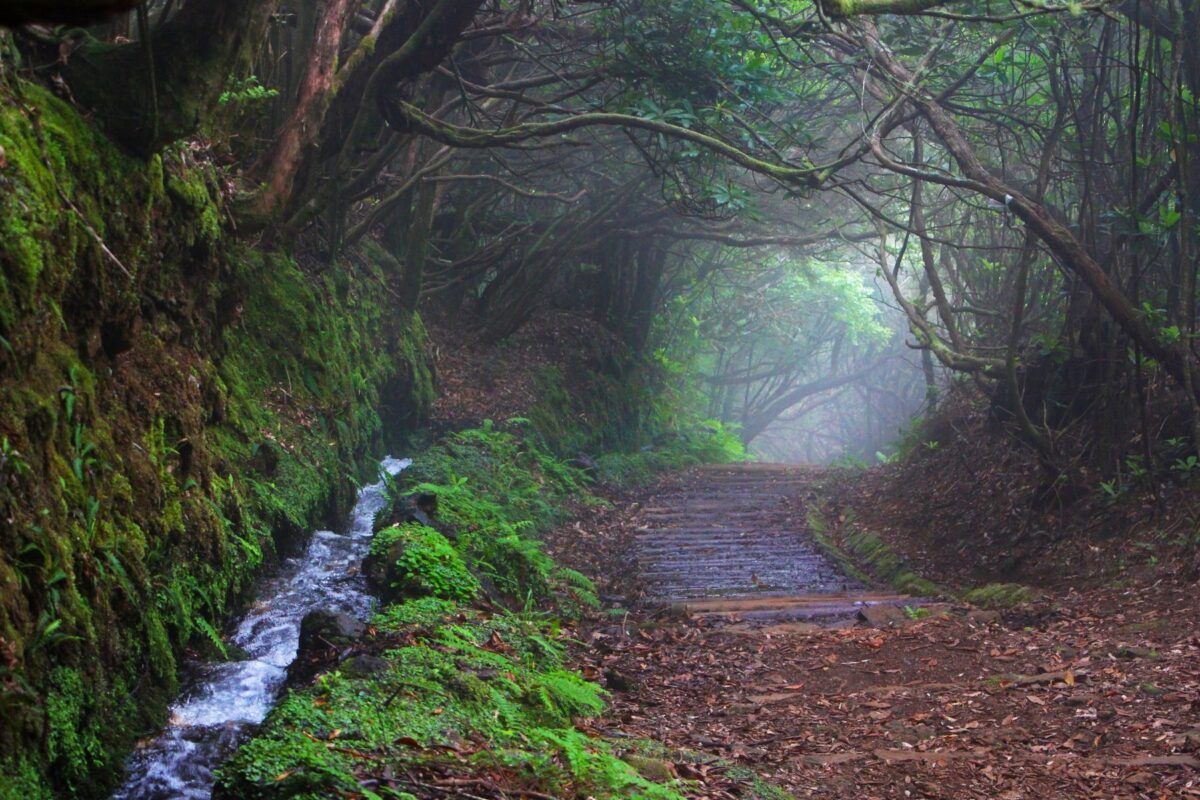 Bosque en Madeira
