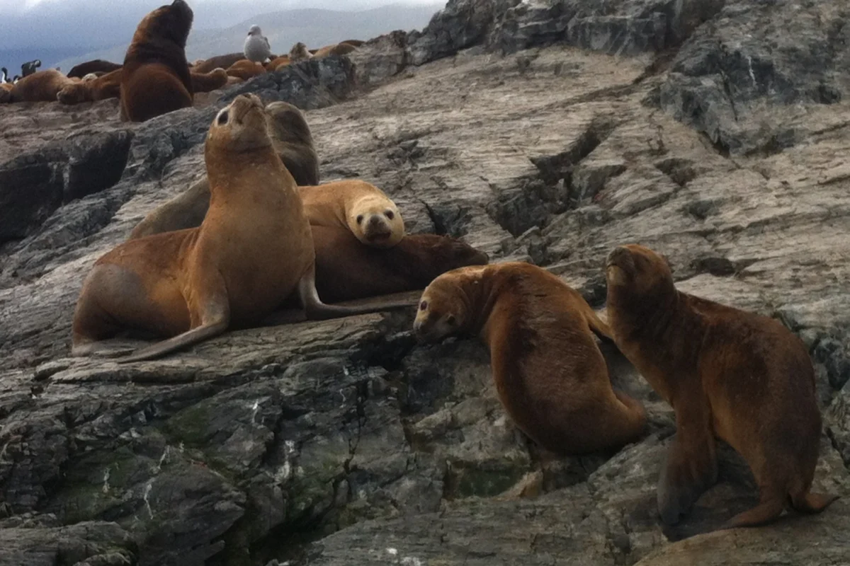 lobos-marinos-sobre-las-rocas_1800x1200 nomadatrek_trekking patagonia